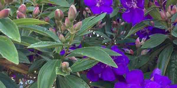 Read more about the article Tibouchina Shrub