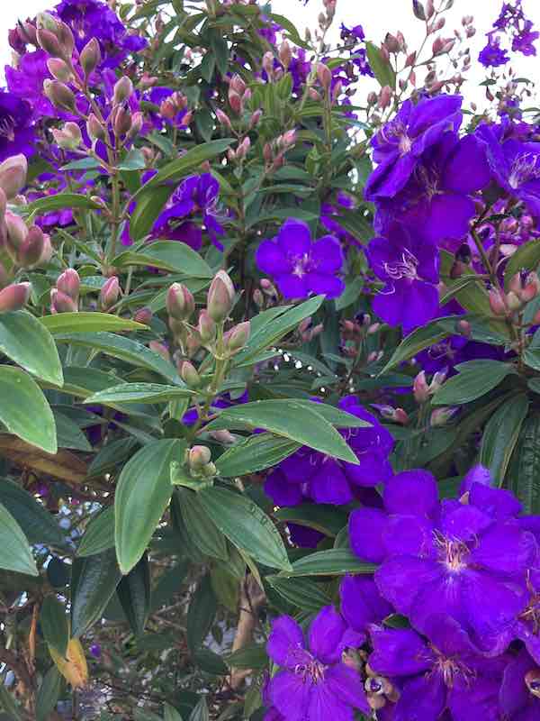 Tibouchina shrub violet purple flowers long thin green leaves purple buds 