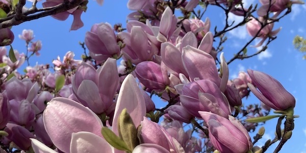 Read more about the article Magnolia Trees in Bloom